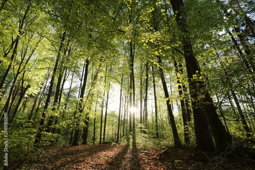 Majestic spring beech forest on a sunny May morning, Poland