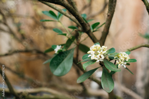 Close-up of fragrant white flowers and glossy green leaves of Pittosporum tobira (Japanese mock orange). Evergreen ornamental shrub blooming in spring with soft natural background.