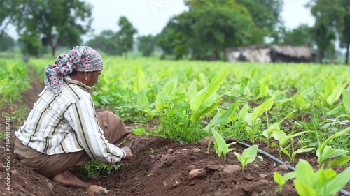 Indian female labor working at green turmeric agriculture field 