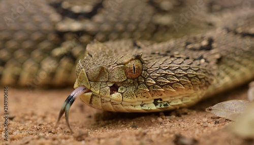 Desert sidewinder snake camouflaged in sand.