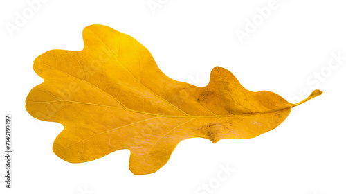 Bild auf Leinwand Single yellow oak leaf with detailed veins and lobes