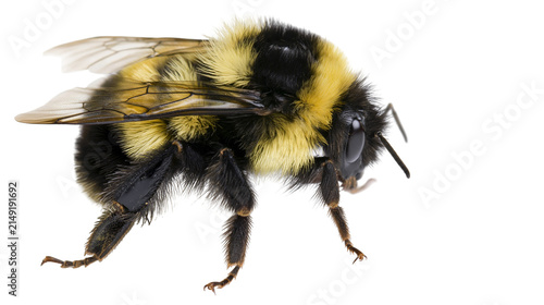 Fotografie Fuzzy bumblebee with yellow and black stripes, detailed macro shot
