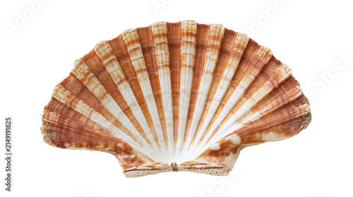 Canvas Print Orange and white striped scallop seashell