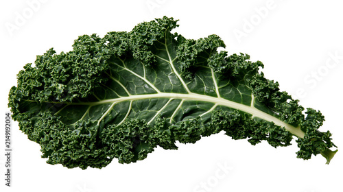 Photography Curly green kale leaf with prominent white stem and veins