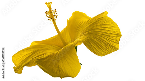 Bild auf Leinwand Yellow hibiscus flower with stamen and pistil