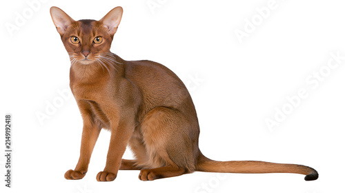 Obraz na płótnie Abyssinian cat with copper coat and amber eyes sitting
