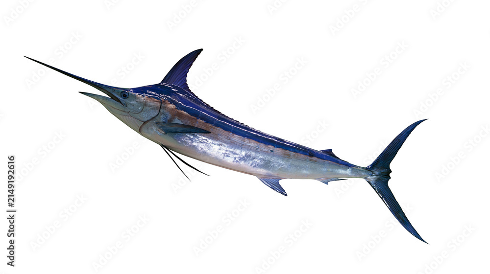 Fototapeta premium Blue Marlin Fish with Long Bill