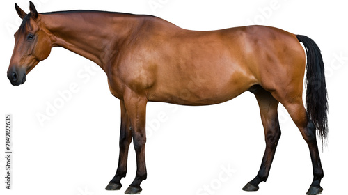 Foto Brown horse with black mane and tail standing profile view
