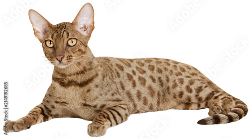Fotografie Spotted Oriental Shorthair Cat Lying Down