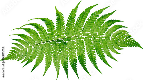Canvastavla Green fern frond with detailed leaves and veins
