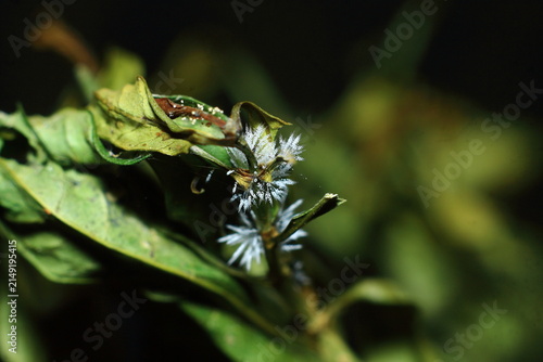 Hoar Frost On Plant Leaves Green Extreme Close-Up Macro Photography Nature Background