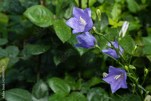 Delicate bright petals violet-blue bellflowers adorned with dewdrops, stand out against green, blurred background. Buds and flowers exude sense of freshness and tranquility. Nature concept for design