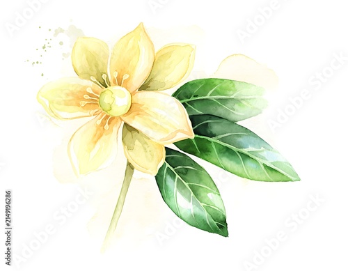 Delicate white and yellow daisy flowers with green leaves.