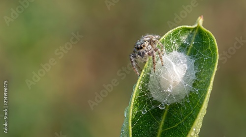 Spider Egg Sac, Spider Guarding Egg Sac on Leaf in Nature