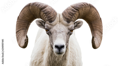 Quadro su tela Bighorn Sheep Ram with Massive Curved Horns