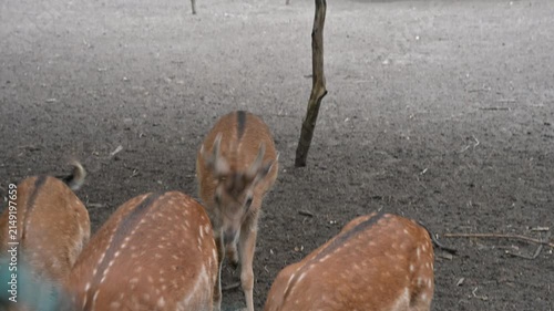 Close-up view of fallow deer females and spotted fawns being fed in a park. Great background for animal welfare and travel videos.