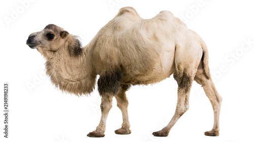 Cuadro en lienzo Dromedary camel with one hump light brown fur, standing profile view