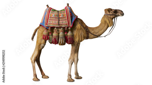 Foto Dromedary camel with ornate saddle and tassels