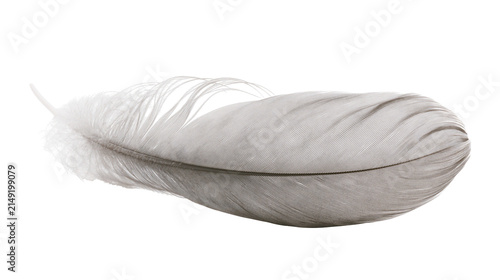 Принти на полотні Delicate grey and white bird feather with fine barbs