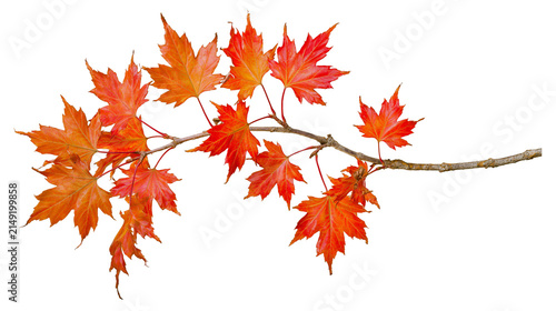 Autumn maple branch with vibrant red and orange leaves
