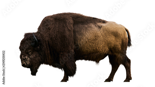 Obraz na plátne American Bison with shaggy brown fur and horns