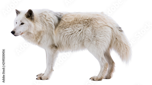 Fotografía Arctic wolf with thick white fur standing profile view