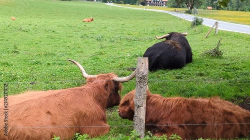 Fluffy Highland cows grazing on green alpine meadow at entrance of Logar valley Slovenia