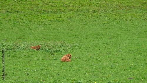 Fluffy Highland cows grazing on green alpine meadow at entrance of Logar valley Slovenia