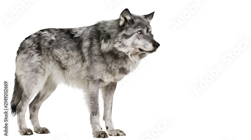 Canvastavla Gray wolf standing profile view with yellow eyes