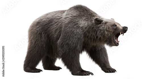 Bild auf Leinwand Grizzly bear roaring with open mouth and sharp teeth