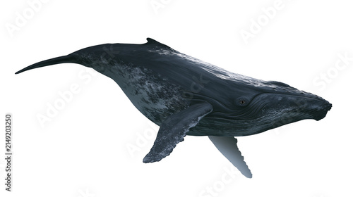 Konstfotografi Humpback whale swimming with pectoral fins extended