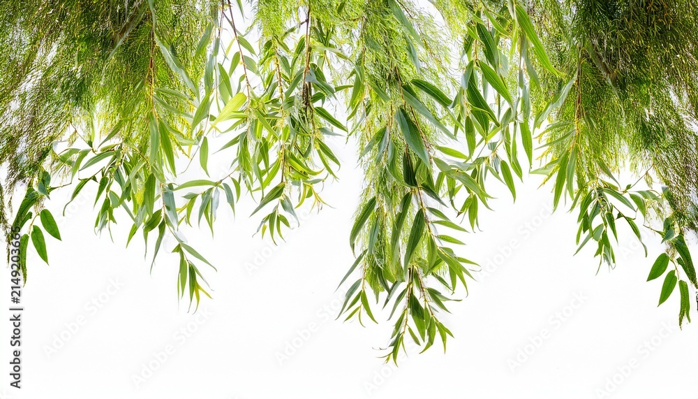 Fototapeta premium Weeping Willow Branch With Green Leaves Transparent Background