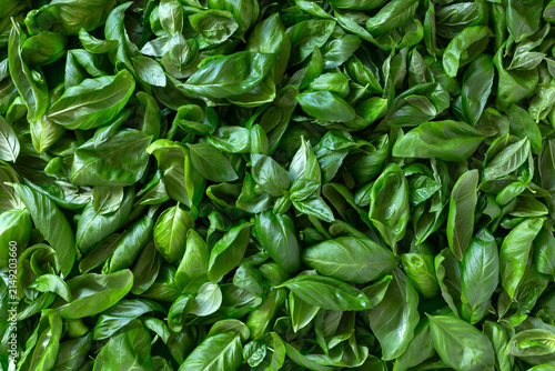 Fresh Basil Leaves Close Up.