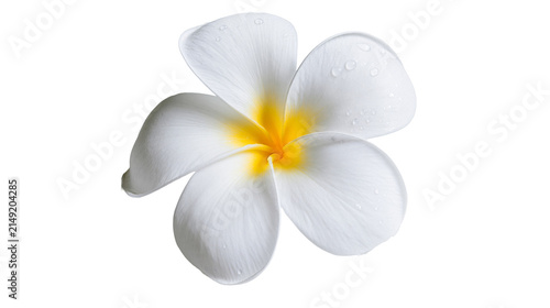 Canvastavla White Plumeria Flower with Yellow Center and Water Droplets
