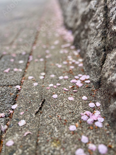 Bild auf Leinwand Soft pink flower petals scattered along a weathered stone pathway, fading gently into the distance in a quiet spring scene