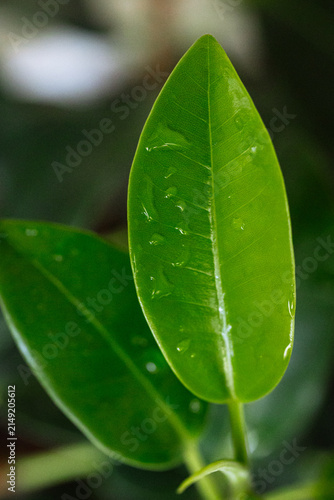 Close-up macro photograph of a fresh green ficus leaf covered with clear water droplets in soft natural light highlights natural texture, vivid color, and healthy botanical appearance 