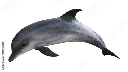 Gray dolphin with dark dorsal fin swimming