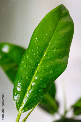 Close-up macro photograph of a vibrant green ficus leaf covered with fresh water droplets in soft natural light highlights healthy texture, rich color, and botanical freshness for premium commercial