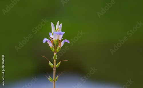 Acanthus ilicifolius plant (Sacred Mangrove)