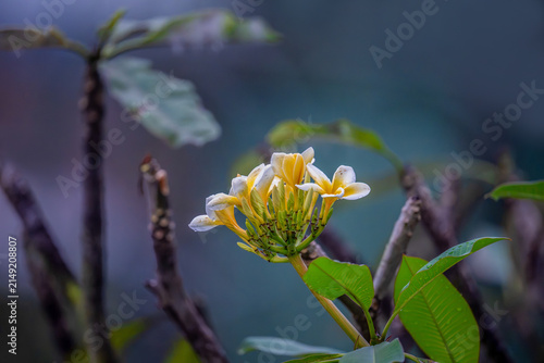 Yellow and white frangipani plumeria flowers on a plant in a tropical garden