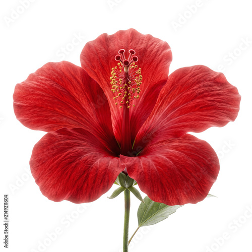 Vibrant red hibiscus flower in full bloom isolated