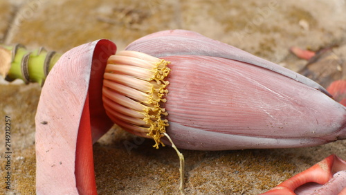 A detailed close-up photograph of a fresh banana blossom, also known as a banana heart, resting on natural ground with partially opened red-purple bracts revealing delicate cream-colored flowers.