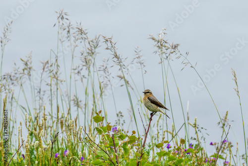 Canvastavla Northern Wheatear (Oenanthe oenanthe)