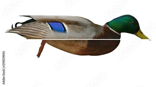 Quadro su tela Mallard duck male with green head and blue speculum