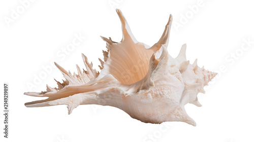 Quadro su tela Spiky ornate seashell with textured exterior and smooth interior
