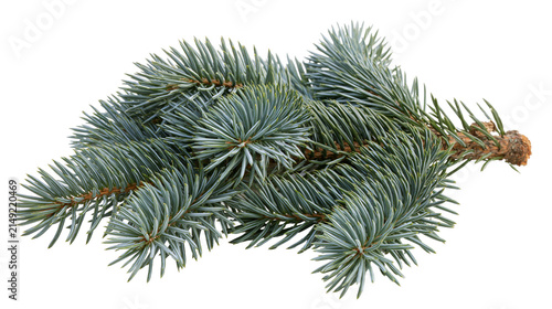 Blue spruce tree branch with needles