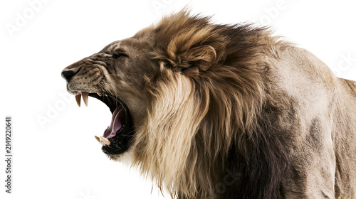 Canvastavla Lion roaring with open mouth and sharp teeth