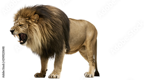 Fotografie Lion roaring with open mouth and sharp teeth, full body view
