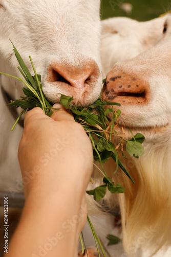 White saanen goats eating green grass from human hand closeup vertical format dairy domestic animal snout feeding countryside agriculture lifestyle tourism livestock farming pasture background outdoor