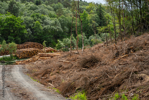 Quadro su tela Stacked timber logs beside forest road after logging operation.